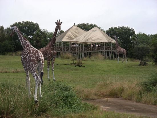 Wild Africa Trek