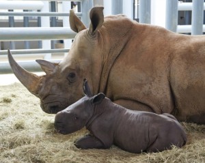 Rhino Baby with mother