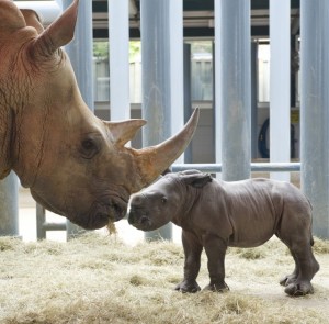 Rhino baby with mother at Disney's Animal Kingdom